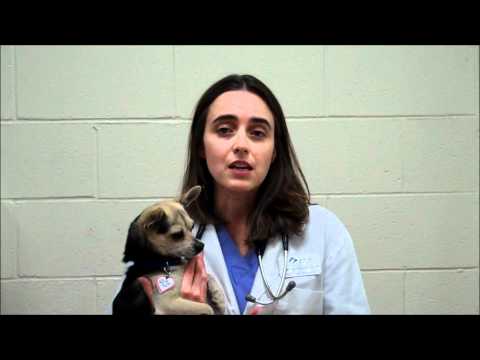 Protecting your pet against Rabies