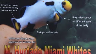 El Rey de Miami: Pez Payaso Blanco/ Miami White Clownfish