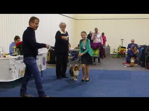 VDH Shelties vom Ponyhügel: Jody vv1 IRA Kassel am 10.12.17!