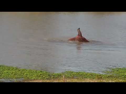 Djuma: Hippo doing a barrel roll - 15:50 - 09/26/2022