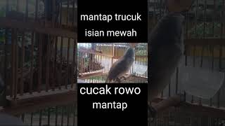 Download lagu Trucuk Mewah Isian lagu CUCAK ROWO... mp3
