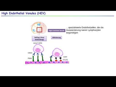 2.4 Sekundäre Lymphatische Organe