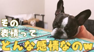 フレブルへの愛情が止まらない妻