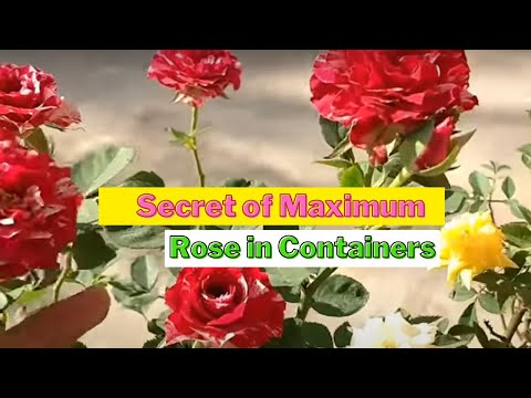 My Rose Plant Full of Flowers Secret |Best Fertilizer | #shorts|Must use it