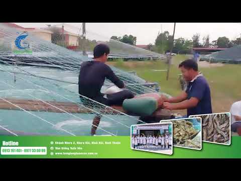 KIỂM TRA TÔM GIỐNG TUẤN VÂN 34 NGÀY 320 CON THANH HÓA