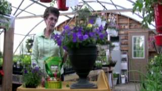 preview picture of video 'Iron Earth: Helping Petunias grow better with Iron Earth'