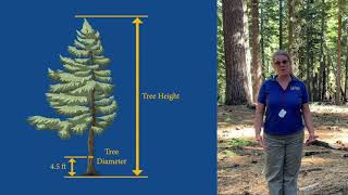 Using a clinometer to measure tree height