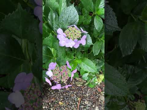 アジサイの開花を促進するのに最適なマルチは何ですか?  庭園