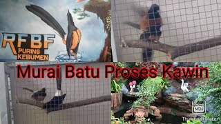 Download lagu Murai Batu Kawin Pancingan agar murai lain birahi mp3