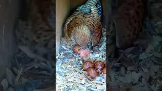 Tiny Kestrel chick hatches #shorts #wildlife #birdwatching #nature #nestbox #livecam #kestrel