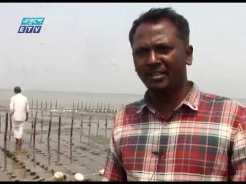 কক্সবাজারে সামুদ্রিক শৈবাল চাষে ব্যাপক সাফল্য | ETV News