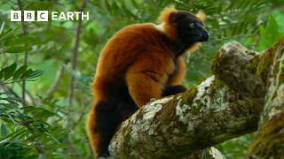 Lemur Defends Trees From Fruit Robbers | BBC Earth