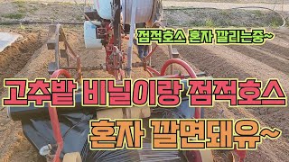 고추밭 비닐이랑 점적호스 쉽게 까는법!! 뭘 2-3명이 깔아유 혼자 깔면돼유~~ 고추 농사 잘 짓는 법!!