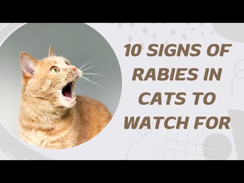 10 Signs Of Rabies In Cats To Watch For