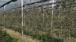 Novi voćnjaci uz podršku ministarstva