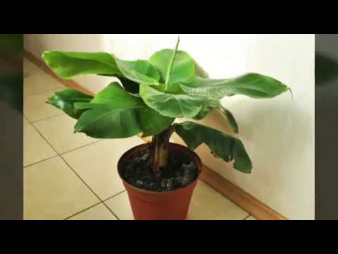 как вырастить банан из семян в домашних условиях ?