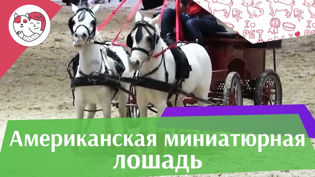 Американские миниатюрные лошади ЭКВИРОС 2016 на ilikepet