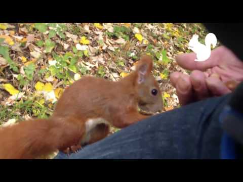 Hamburger Eichhörnchen Spiderhorn hat's eilig