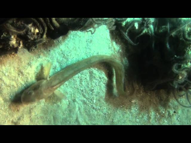 Viviparous Eelpout (Zoarces viviparus) - Tropical Fish