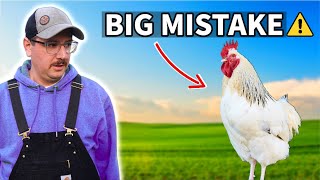 How To Tell if Your Chicken is a Rooster