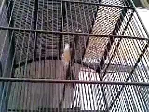 Burung Cendet Nagen ~ Gembala News