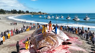 Download lagu Catching 500 Giant Halibut in the Deep Sea – Inside a Longline Fishing Operation (Documentary) mp3 Download lagu Catching 500 Giant Halibut in the Deep Sea – Inside a Longline Fishing Operation (Documentary) mp3