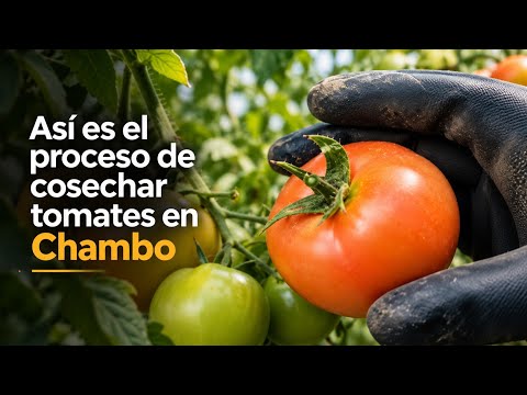 Cosechando tomates en chambo