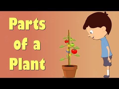 Parts of a Plant | 