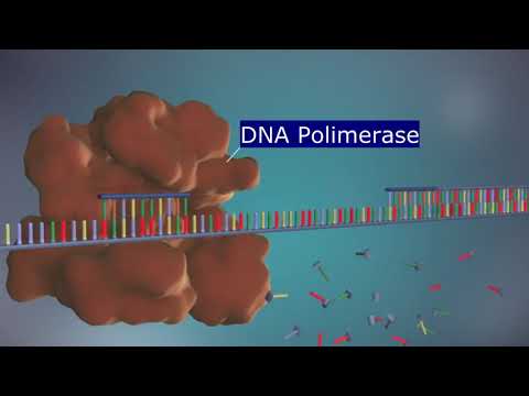 The DNA Replication Process - (3D Narrated Animation)