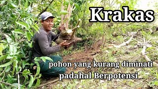 Download lagu Berburu krakas di ladang kerbau. mp3