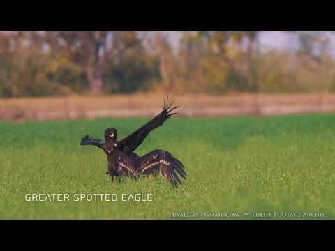 Greater spotted eagle / עיט צפרדעים