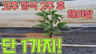 고추 정식 2주후 해야할 단 1가지!! 고추 활착 100% 고추 농사 잘 짓는 법!