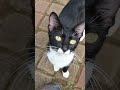 Tuxedo Cat Meowing For Food