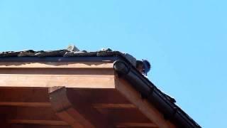preview picture of video 'Nettoyage de toit - Les Arcs 1950'