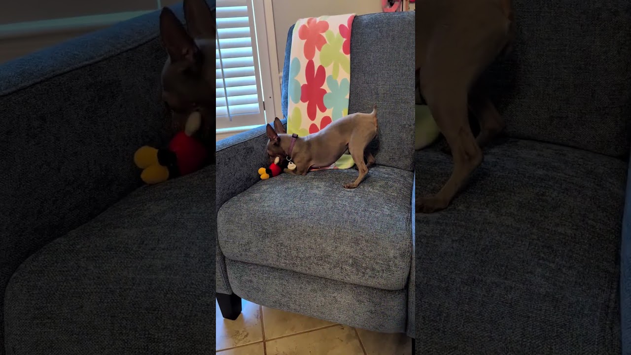 Enlarge Primrose (Rosie), a ADOPTABLE Miniature Pinscher in Duluth, GA video 4/4