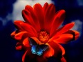 FALLING IN LOVE - RANDY NEWMAN