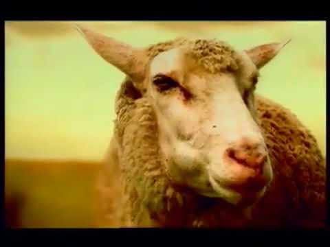 Mentos - Sheep Ad