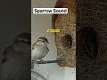 Sparrow Sound Chirrpirr #Sparrow #savesparrow #greaternoida