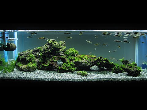900 aquarium : with my old Zebra danios