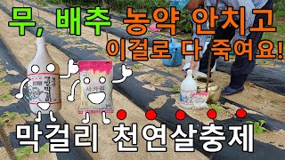 무,배추 막걸리로 천연 살충제 만드는법 친환경 재배 텃밭농사 귀농귀촌 - radish cabbage