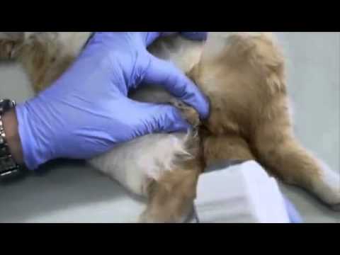 Ultrasonografia Małych Zwierząt cz  II   UKŁAD ROZRODCZY