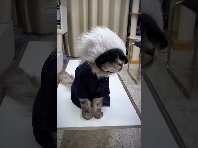 Vídeo relacionado con Botas de cosplay con diseño de gato hasta la mitad de la pantorrilla para convenciones de anime, Blanco, 35 EU