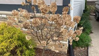 Pruning hydrangeas