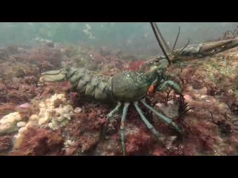 North Shore Massachusetts Lobster Diving