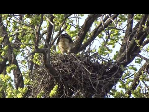 First glimpse of red-tailed hawk chick in Tompkins Square