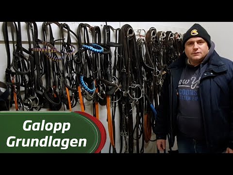 Galopp Grundlagen #3 Hilfsmittel