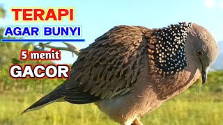 Download lagu The sound of the Gacor Turtledove is full, calling friends to make noise mp3 Download lagu The sound of the Gacor Turtledove is full, calling friends to make noise mp3