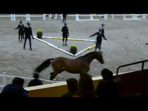 Baloé Hp f 14 e  Balou du Rouet Clearway galopp