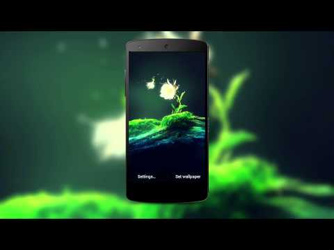 Cactus Flower Live Wallpaper Video