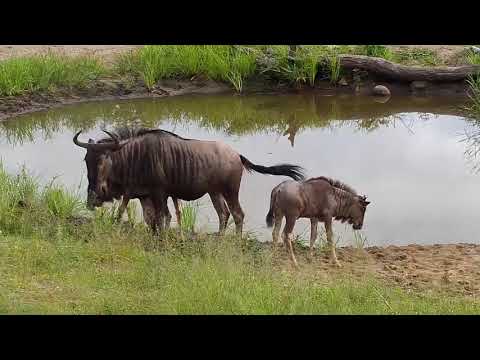 Djuma: Wildebeests - 02/08/2020